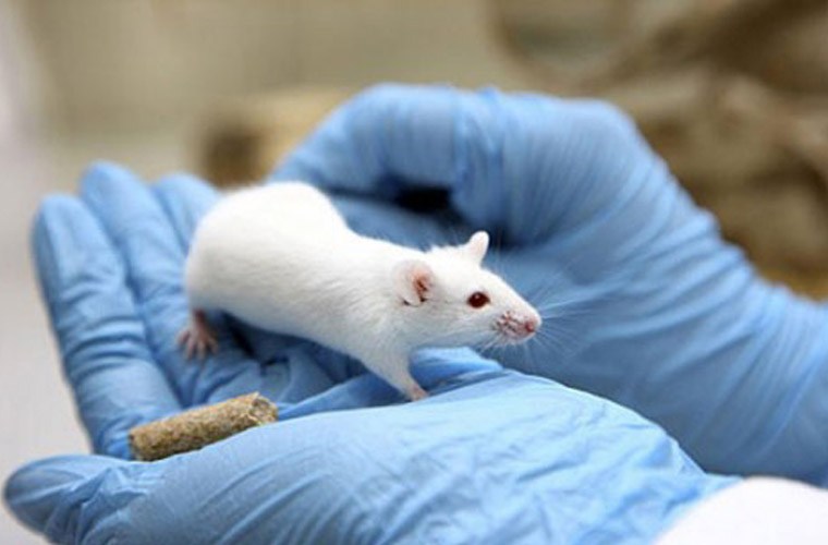 Giải m&atilde; giấc mơ thấy động vật